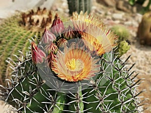 colorful cactus flower blooming, summer time