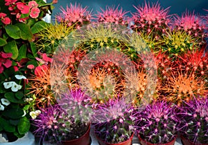 Colorful cactus flowers photo