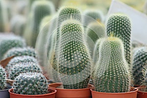 Colorful cactus for growing in pots.