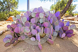 Colorful Cactus Pear Turning Purple