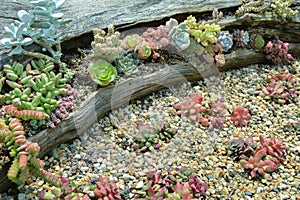 Colorful cactus succulent garden; arrangement of succulents