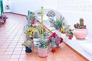 Colorful cactuses in pots at terrace garden in the house, Lanzarote, Canary Islands, Spain