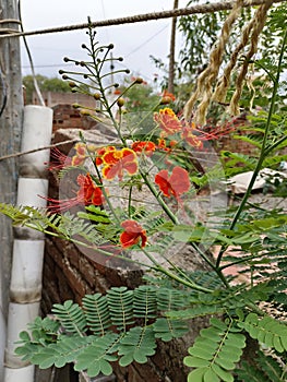 A Colorful of Caesalpinia pulcherrima, Peacock flower