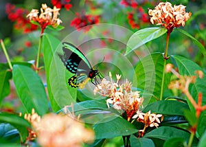 Colorful Cairns Birdwing butterfly feeding in flowers