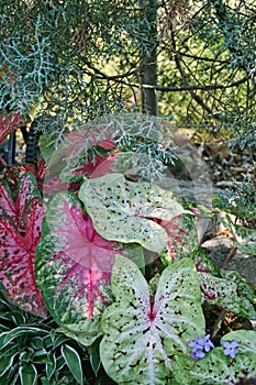 Colorful Caladium Leaves - Araceae photo