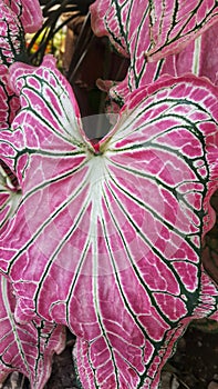 Colorful of caladium leaves,tropical tree