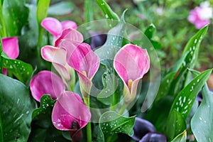 Colorful Calla lily flower filed blossom in the park