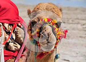 Colorful camel at the beach in Tunisie