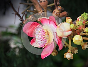 Colorful cannonball tree flowers or Shorea robusta blooming in garden
