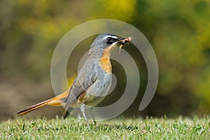 A colorful Cape robin-chat perched on the ground, South Africa