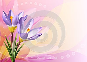 Colorful card with crocuses