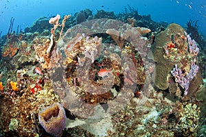 Colorful Caribbean Reef