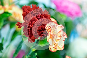 Colorful Carnation