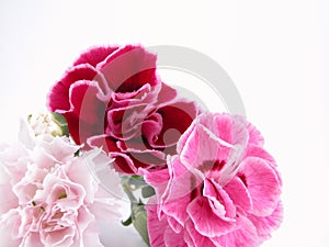 Colorful carnations