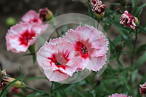Colorful carnations blossomed in the garden