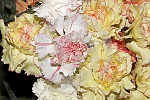 Colorful carnations