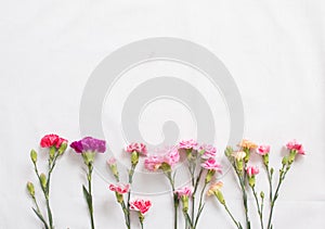 Colorful carnations flowers