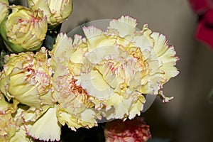 Colorful carnations