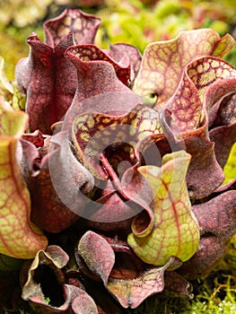 Colorful carnivorous plant Sarracenia rosea close up