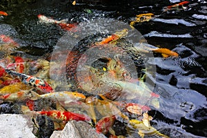 Colorful carp fish or koi fish in a pond of water
