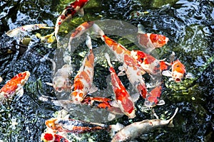 Colorful carp fish in the pool