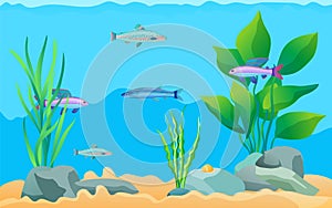 Colorful Cartoon Aquarium Fishes Set Promo Poster