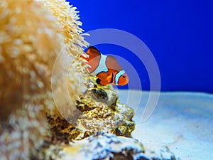 Colorful cartoon fish with coral