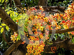 Colorful Cassia Rainbow Shower Flowers Tree Oahu Hawaii