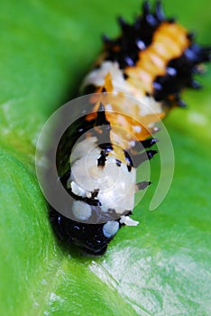 Colorful Caterpillar