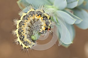 Colorful caterpillar