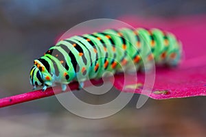 Colorful caterpillar