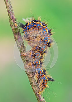 Colorful caterpillar of Canthea coenobita in a curvy pose