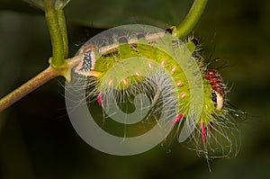 A colorful caterpillar of a moth