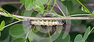 Colorful caterpillar in natural habitat