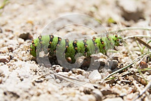 Colorful caterpillar