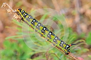 Colorful caterpillar sleeping on dry grass at dusk - closeup