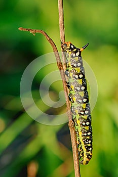 Colorful caterpillar sleeping on dry grass at sunset - closeup