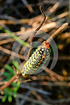 Colorful caterpillar sleeping on dry grass at sunset - closeup