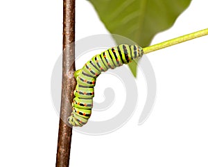 Colorful caterpillar squirm on stem