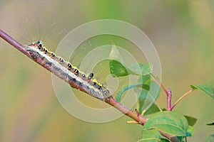Caterpillar on branch