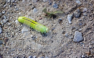 Colorful caterpillar on stones