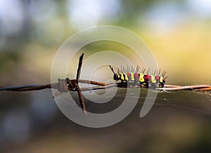 Colorful caterpillars crawling