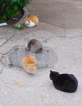 Colorful cats sitting on the street