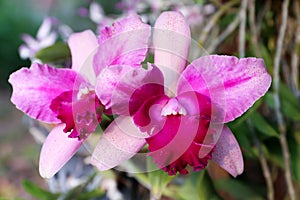 Colorful Cattleya flower planting in a pot in a garden