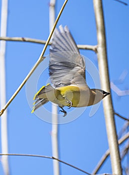 Colorful cedar waxwing just after take off on the Salem greenway and the Roanoke River VA