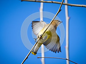 Colorful cedar waxwing taking flight from a small branch with wings outstretched and open