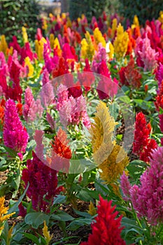 Colorful Celosia flower in the garden
