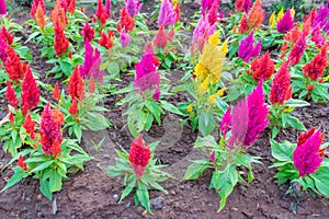 Colorful celosia flower