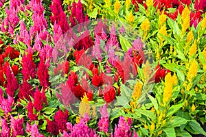 colorful celosia plumosa or Pampas Plume Celosia flowers blooming in the garden yellow flowers