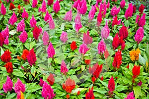 colorful celosia plumosa or Pampas Plume Celosia flowers blooming in the garden yellow flowers